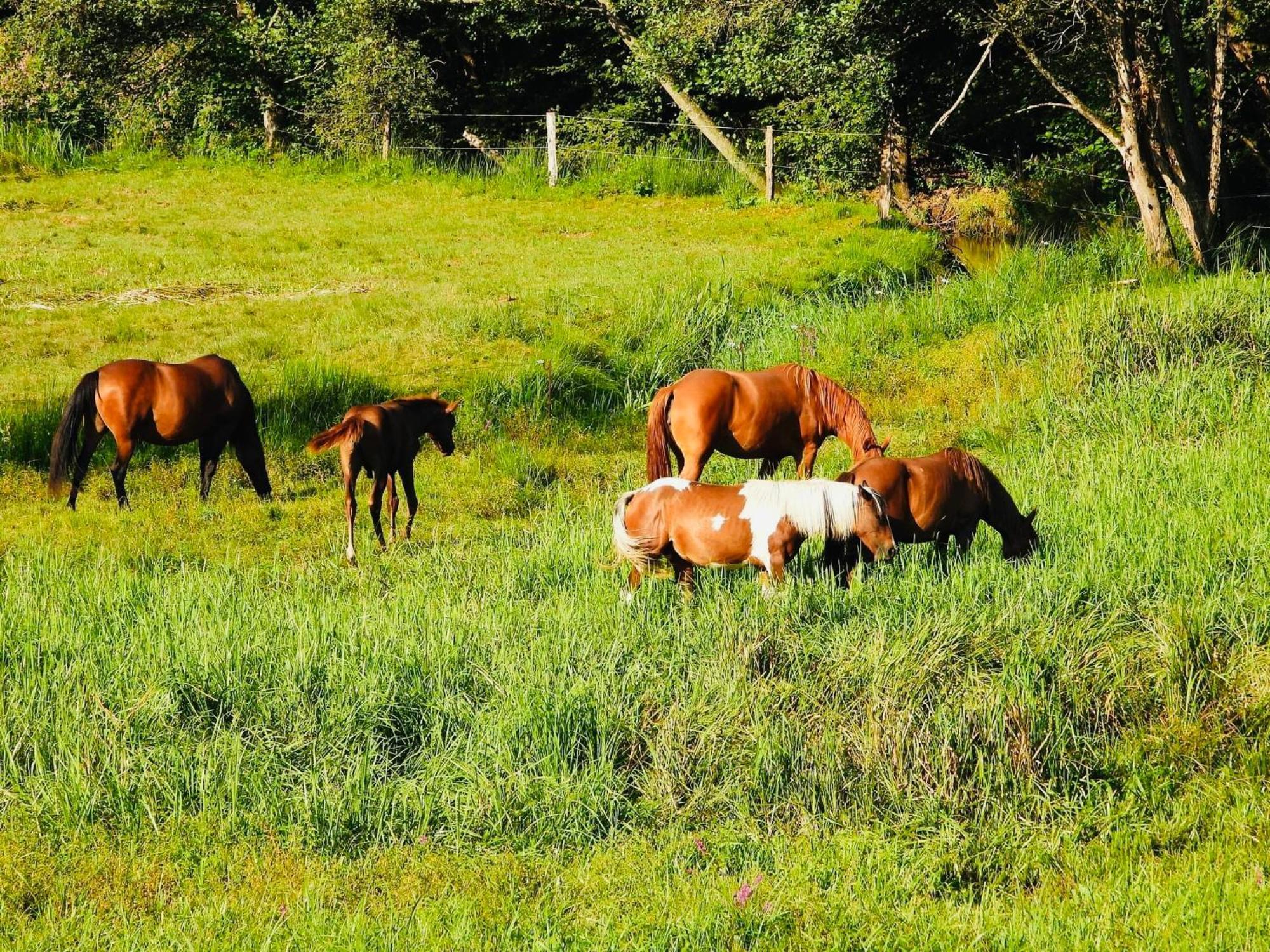 Maison D'Hotes En Pleine Nature Avec Chevaux Soucht Экстерьер фото