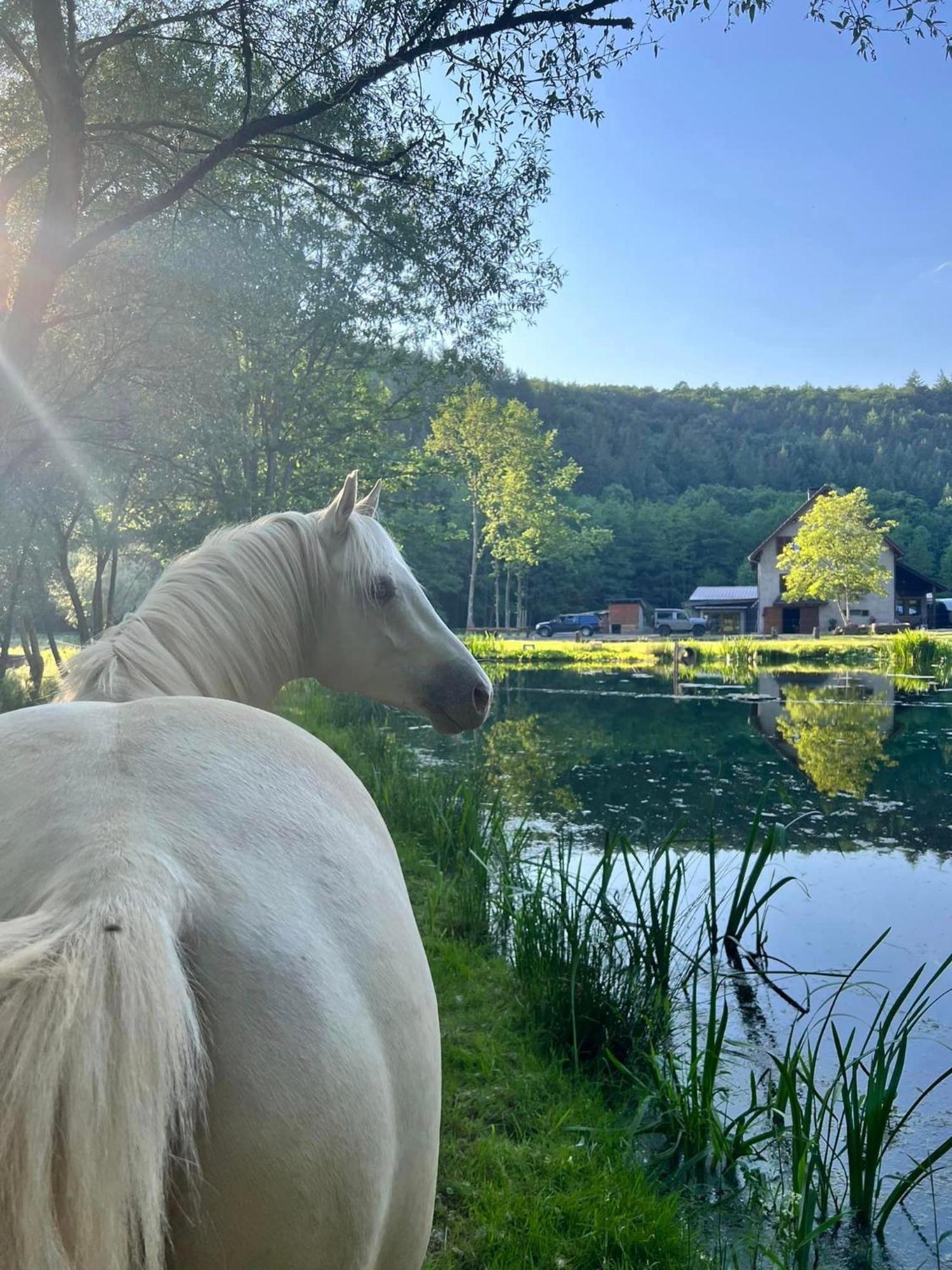 Maison D'Hotes En Pleine Nature Avec Chevaux Soucht Экстерьер фото