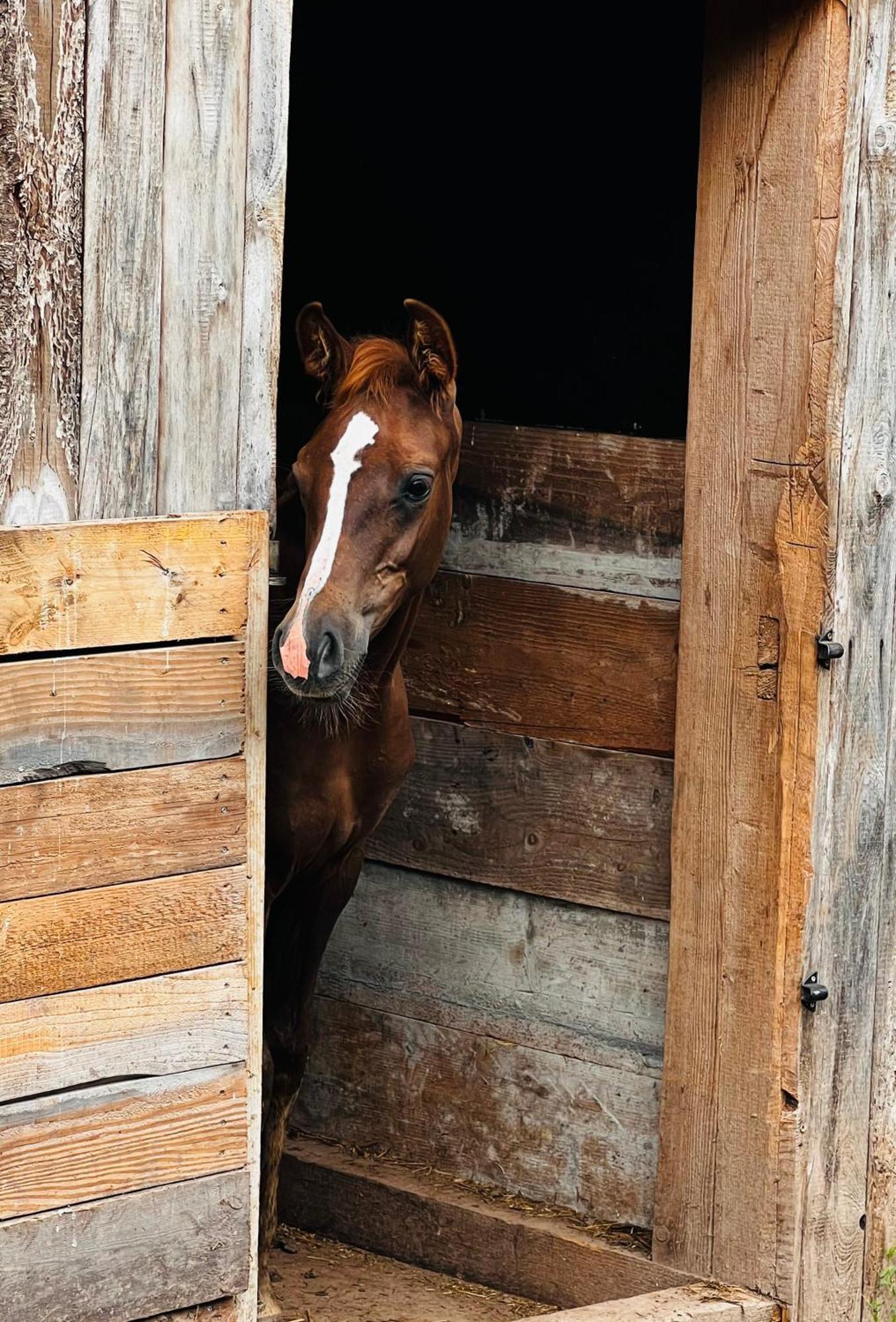 Maison D'Hotes En Pleine Nature Avec Chevaux Soucht Экстерьер фото