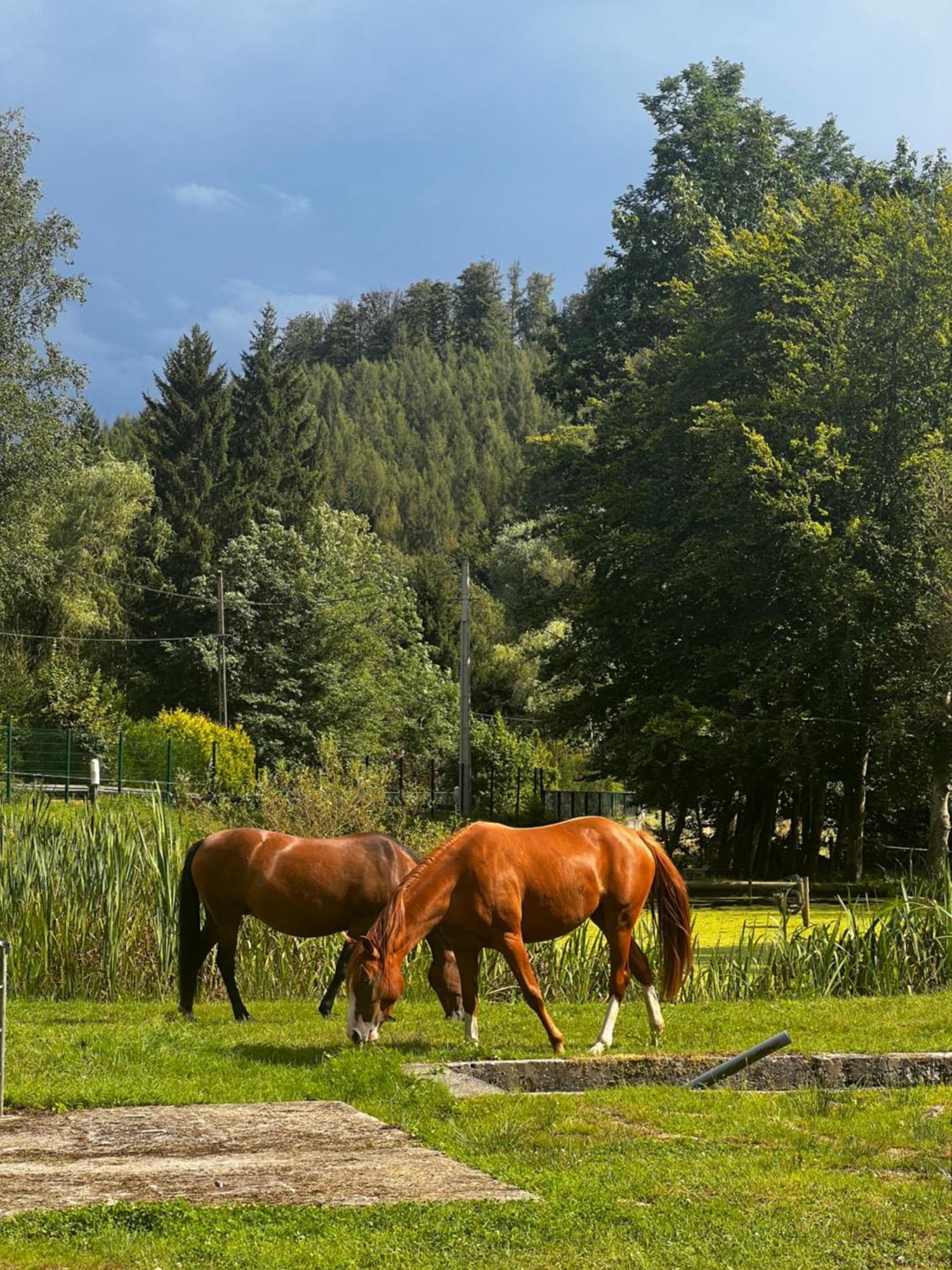 Maison D'Hotes En Pleine Nature Avec Chevaux Soucht Экстерьер фото